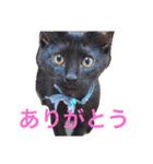 黒猫リュウくん。（個別スタンプ：12）