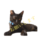 黒猫リュウくん。（個別スタンプ：13）