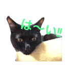 黒猫リュウくん。（個別スタンプ：14）