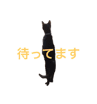 黒猫リュウくん。（個別スタンプ：15）