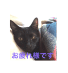 黒猫リュウくん。（個別スタンプ：16）