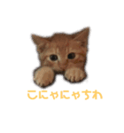いちごとみかん。となっくん。（個別スタンプ：3）