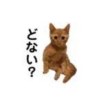 いちごとみかん。となっくん。（個別スタンプ：5）