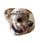 かなぴっぴとマーキュリー（個別スタンプ：5）