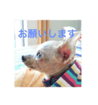 かなぴっぴとマーキュリー（個別スタンプ：7）