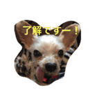 かなぴっぴとマーキュリー（個別スタンプ：8）