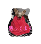 かなぴっぴとマーキュリー（個別スタンプ：12）