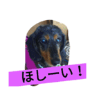 ころんとみるくとラッキー（個別スタンプ：8）