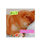 柴犬(∪・ω・)チョコ（個別スタンプ：2）