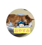 柴犬(∪・ω・)チョコ（個別スタンプ：3）