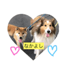 柴犬(∪・ω・)チョコ（個別スタンプ：4）