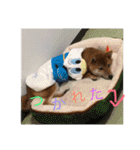 柴犬(∪・ω・)チョコ（個別スタンプ：5）