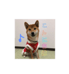 柴犬(∪・ω・)チョコ（個別スタンプ：6）