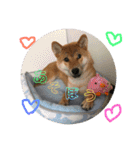 柴犬(∪・ω・)チョコ（個別スタンプ：7）