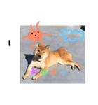 柴犬(∪・ω・)チョコ（個別スタンプ：8）