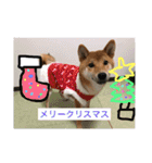 柴犬(∪・ω・)チョコ（個別スタンプ：10）
