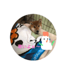 柴犬(∪・ω・)チョコ（個別スタンプ：12）