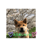 柴犬(∪・ω・)チョコ（個別スタンプ：14）