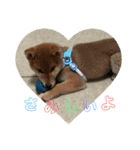 柴犬(∪・ω・)チョコ（個別スタンプ：16）