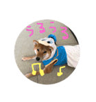 柴犬(∪・ω・)チョコ（個別スタンプ：17）