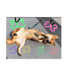 柴犬(∪・ω・)チョコ（個別スタンプ：18）