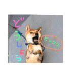 柴犬(∪・ω・)チョコ（個別スタンプ：19）