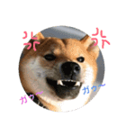 柴犬(∪・ω・)チョコ（個別スタンプ：20）