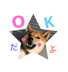 柴犬(∪・ω・)チョコ（個別スタンプ：21）
