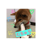 柴犬(∪・ω・)チョコ（個別スタンプ：22）