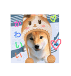 柴犬(∪・ω・)チョコ（個別スタンプ：23）