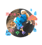 柴犬(∪・ω・)チョコ（個別スタンプ：24）