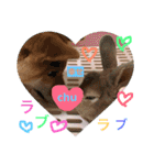 柴犬(∪・ω・)チョコ（個別スタンプ：25）