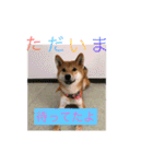 柴犬(∪・ω・)チョコ（個別スタンプ：27）