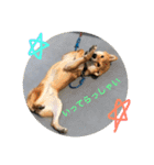 柴犬(∪・ω・)チョコ（個別スタンプ：28）