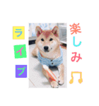 柴犬(∪・ω・)チョコ（個別スタンプ：31）