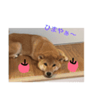 柴犬(∪・ω・)チョコ（個別スタンプ：32）