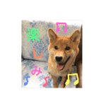 柴犬(∪・ω・)チョコ（個別スタンプ：33）