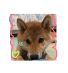 柴犬(∪・ω・)チョコ（個別スタンプ：34）