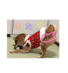 柴犬(∪・ω・)チョコ（個別スタンプ：35）