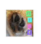 柴犬(∪・ω・)チョコ（個別スタンプ：36）