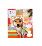 柴犬(∪・ω・)チョコ（個別スタンプ：37）