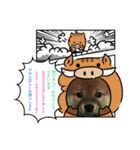 柴犬(∪・ω・)チョコ（個別スタンプ：38）