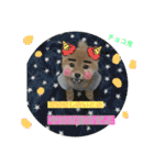 柴犬(∪・ω・)チョコ（個別スタンプ：39）