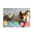 柴犬(∪・ω・)チョコ（個別スタンプ：40）