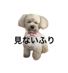 愛犬きなこちゃん（個別スタンプ：1）