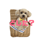 愛犬きなこちゃん（個別スタンプ：2）