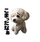愛犬きなこちゃん（個別スタンプ：3）