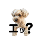 愛犬きなこちゃん（個別スタンプ：4）