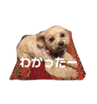 愛犬きなこちゃん（個別スタンプ：5）