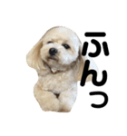 愛犬きなこちゃん（個別スタンプ：6）